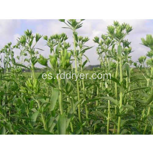 Secador de stevia, equipo de secado de estevia